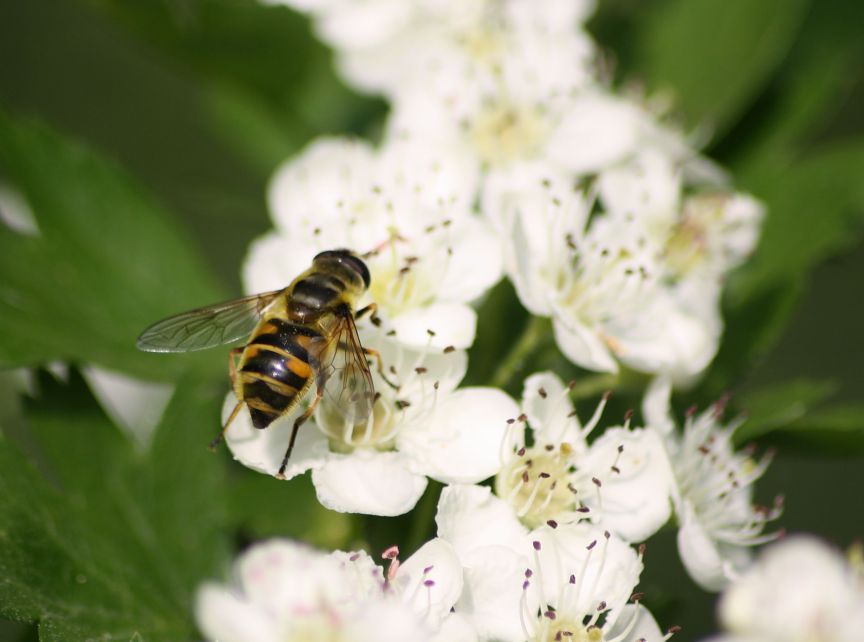 Sirfidi: Volucella zonaria?